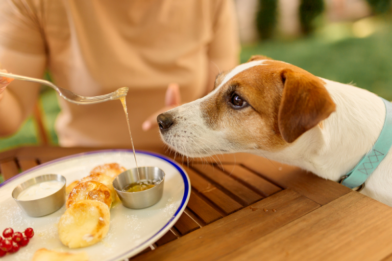 Zelfs de hond schuift aan