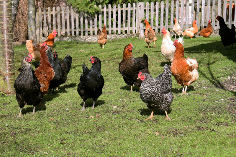 Fried Chicken Day vieren, ja of nee?