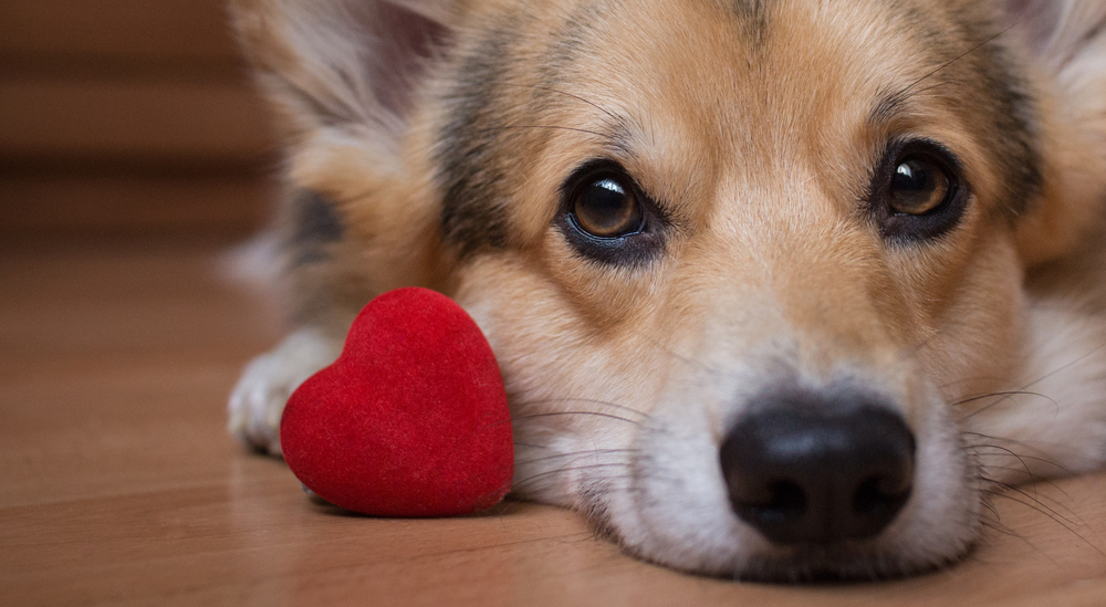 Ga jij valentijnsdag vieren met lekker eten?