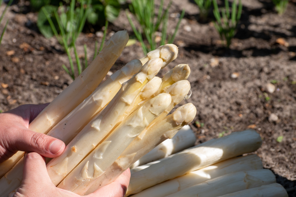 Asperges eten met Pasen? Wij regelen het!